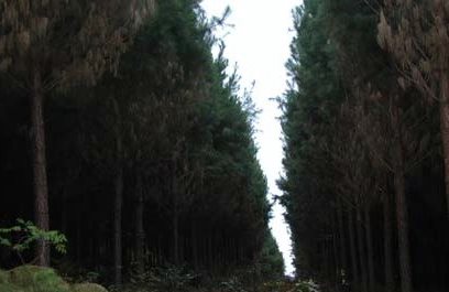 Pine Plantation